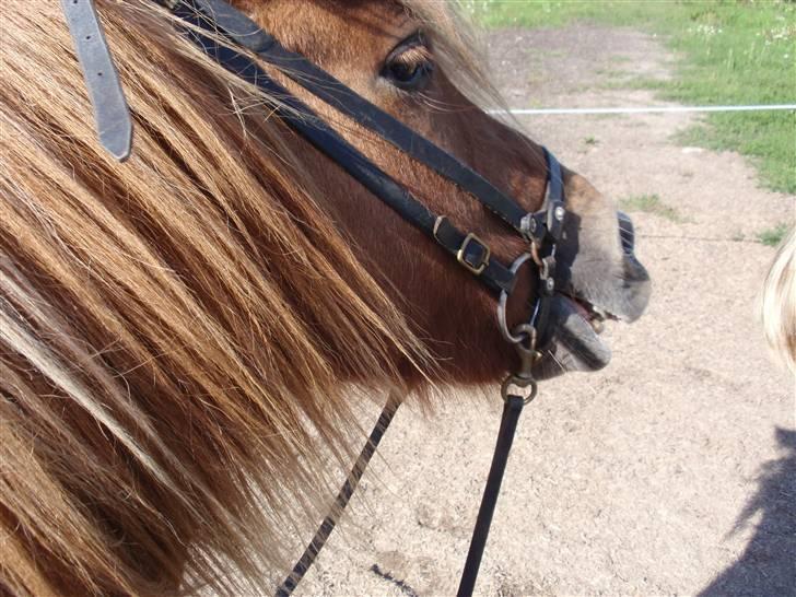 Islænder Laufa f Birkegården SOLGT - 9) aufa mini´mule. -billedet er taget da jeg sidder på hende (; billede 9