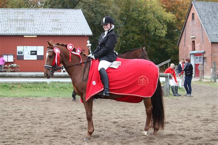 Anden særlig race Dalvangs Lurifax - den kønne pony, vundet cuppen i Kongsvad. billede 6