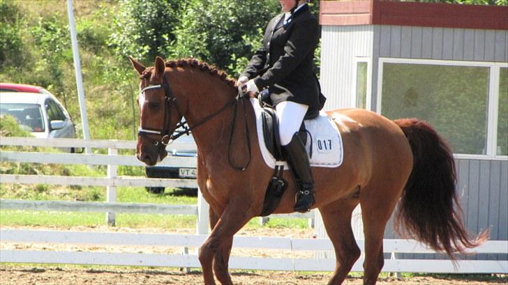 Anden særlig race Dalvangs Lurifax - Til stævne Hjallerup 2010. billede 7