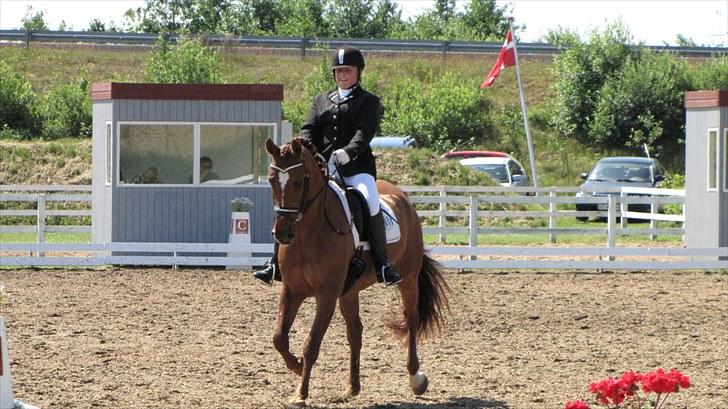 Anden særlig race Dalvangs Lurifax - stævne Hjallerup 2010. billede 8