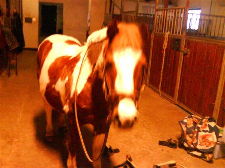 Anden særlig race BILLY BOY billede 15