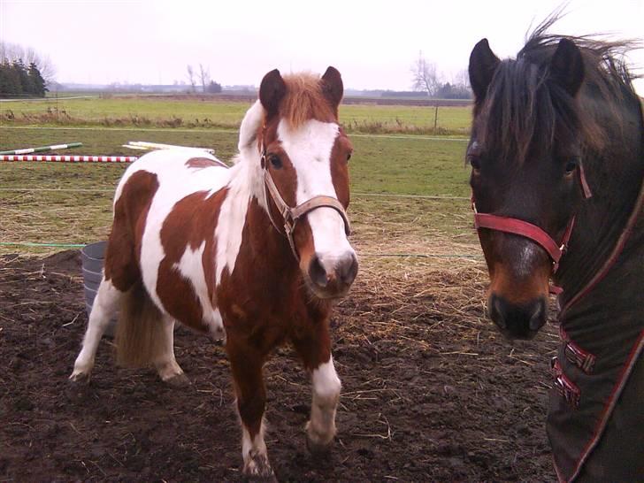 Anden særlig race BILLY BOY billede 20