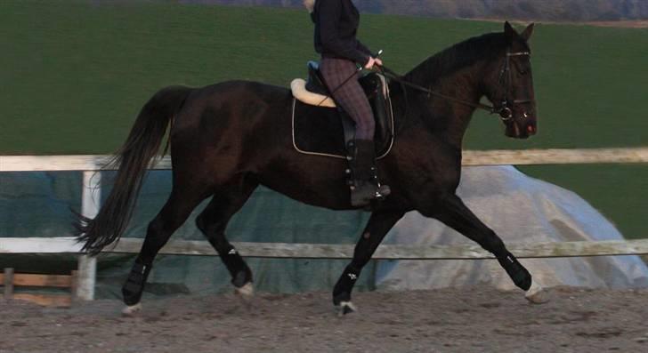 Dansk Varmblod Snow Bird SOLGT - 13 April 2009 Et vellykket forsøg på at ride større gang i hende. YES billede 1