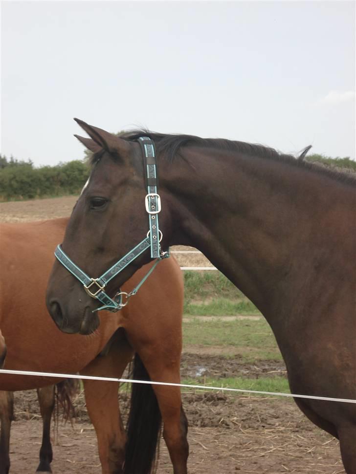 Dansk Varmblod Snow Bird SOLGT billede 3