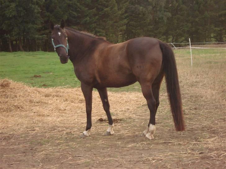 Dansk Varmblod Snow Bird SOLGT billede 4