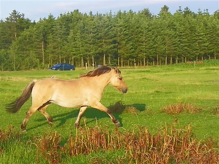 Anden særlig race Nali - Hvil i fred <3 - "There is something about the outside of a horse that is good for the inside of a man."  billede 13
