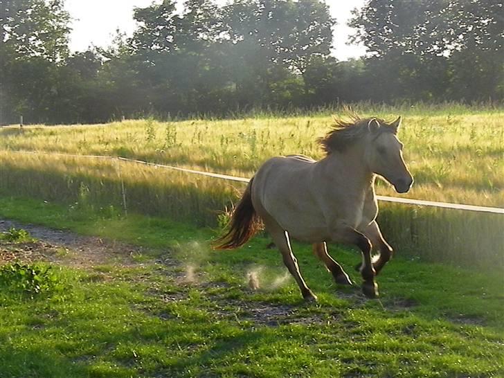 Anden særlig race Nali - Hvil i fred <3 - elsker dig bedsteponyen<3 billede 14