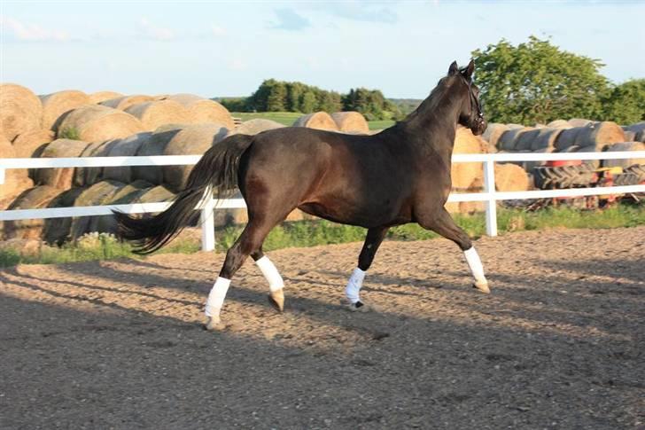 Dansk Varmblod Snow Bird SOLGT billede 5