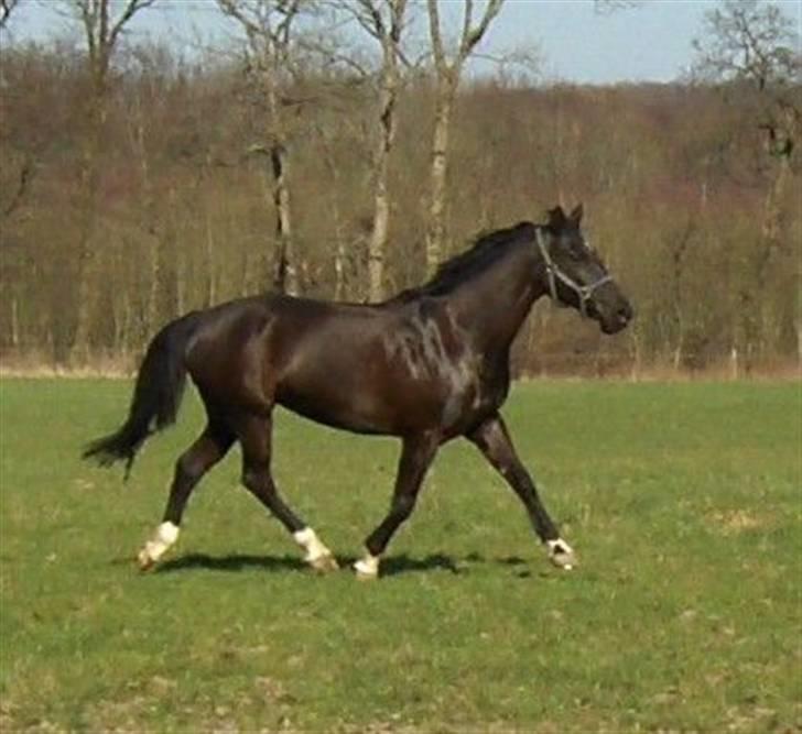 Dansk Varmblod Snow Bird SOLGT - Prøv lige at se en lækker overlinie hun har her, det kan hun få igen :) billede 6