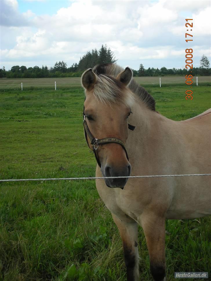 Anden særlig race Nali - Hvil i fred <3 - En god ven, er en der lytter efter hvad man siger, men en bedste ven, er én som også lytter til det man ikke siger billede 15