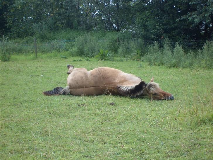 Anden særlig race Nali - Hvil i fred <3 - "Last night I matched each star with a reason for loving you. I was doing great until I ran out of stars."  billede 16