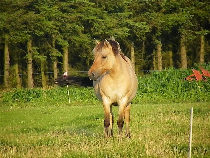 Anden særlig race Nali - Hvil i fred <3 - Du er den enste der har set på mig, uden at se mine fejl."  billede 17