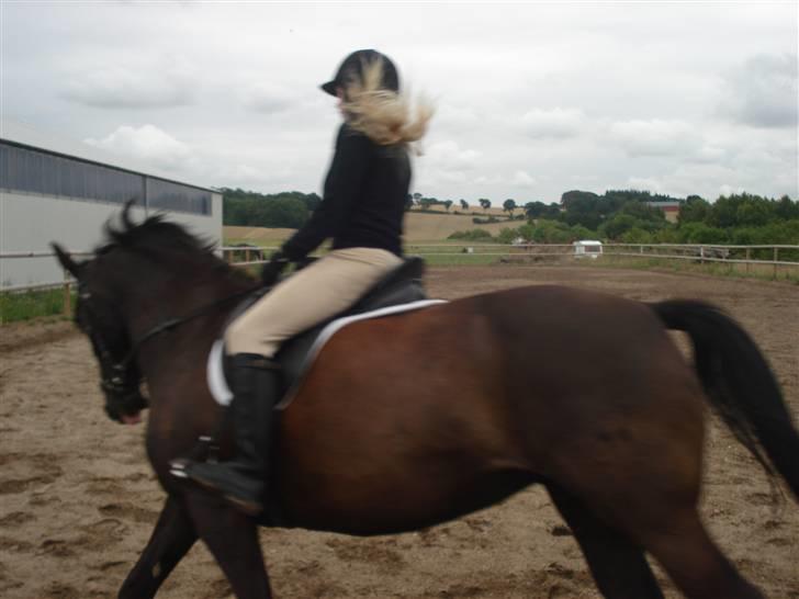 Dansk Varmblod Snow Bird SOLGT - 2. gang jeg prøvede hende :) billede 7