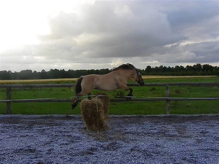 Anden særlig race Nali - Hvil i fred <3 - fordi du altid vil være min springpony <3 billede 18