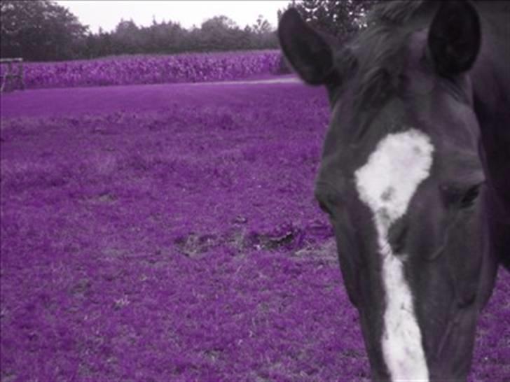 Dansk Varmblod G. Sweetie R.I.P' savnet. - selv om du virkelig kunne pisse mig af vil jeg altid være din <3 billede 9