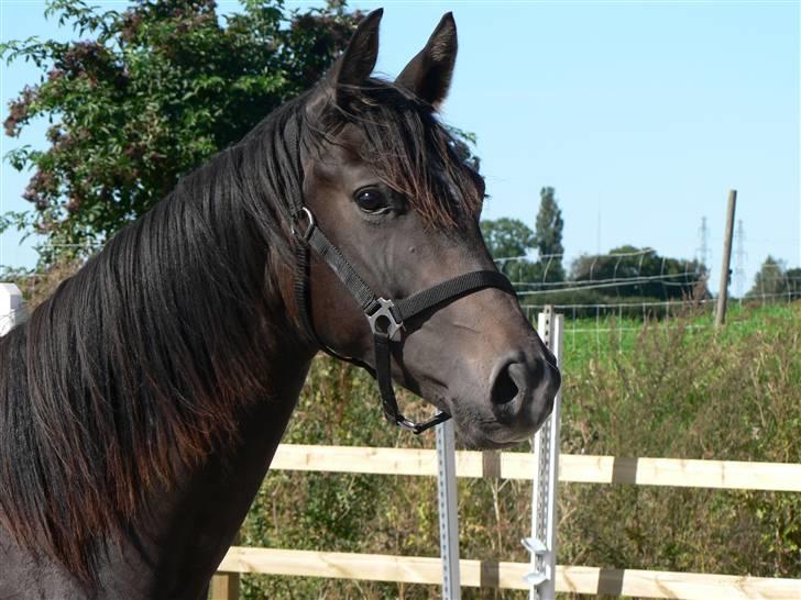 Dansk Varmblod Miss Light - velkommen til mit hjørne :) billede 1