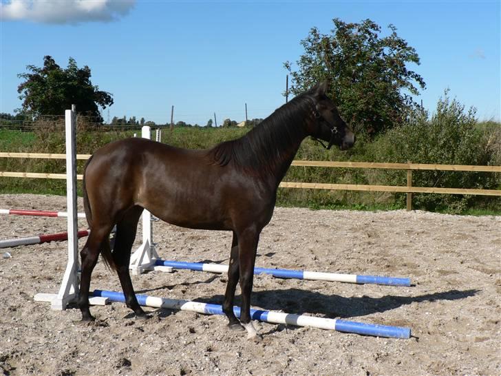 Dansk Varmblod Miss Light billede 2