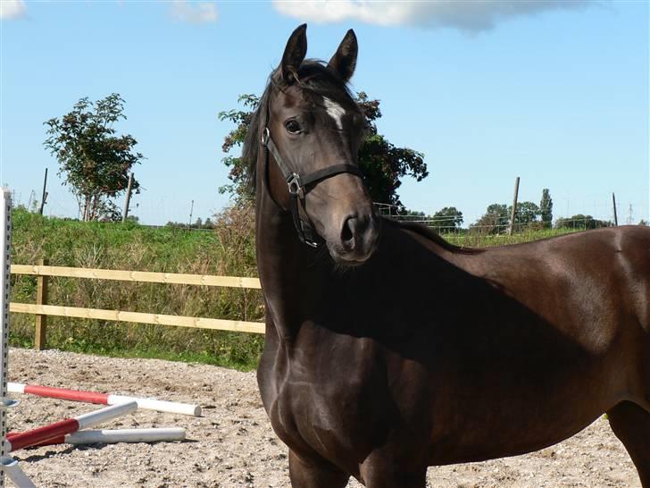 Dansk Varmblod Miss Light billede 3