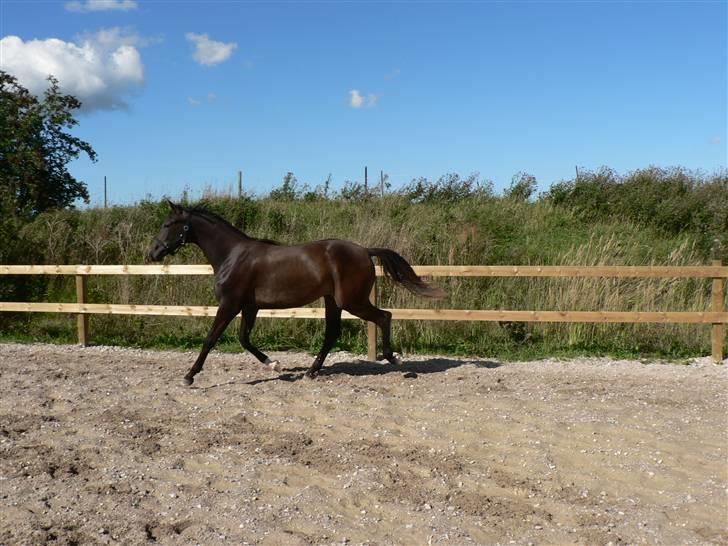 Dansk Varmblod Miss Light billede 4