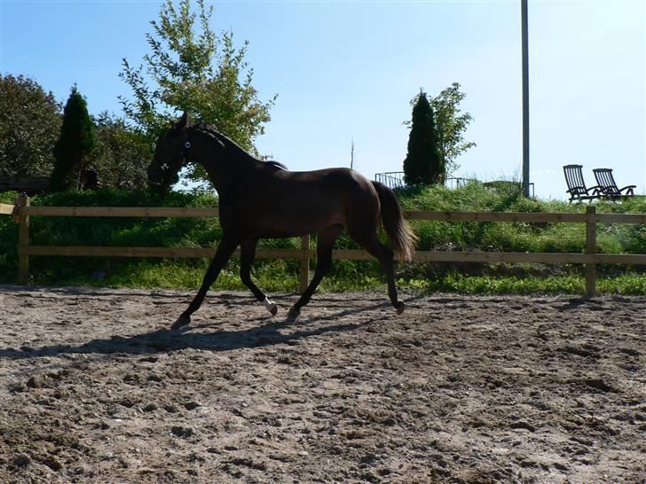 Dansk Varmblod Miss Light billede 5