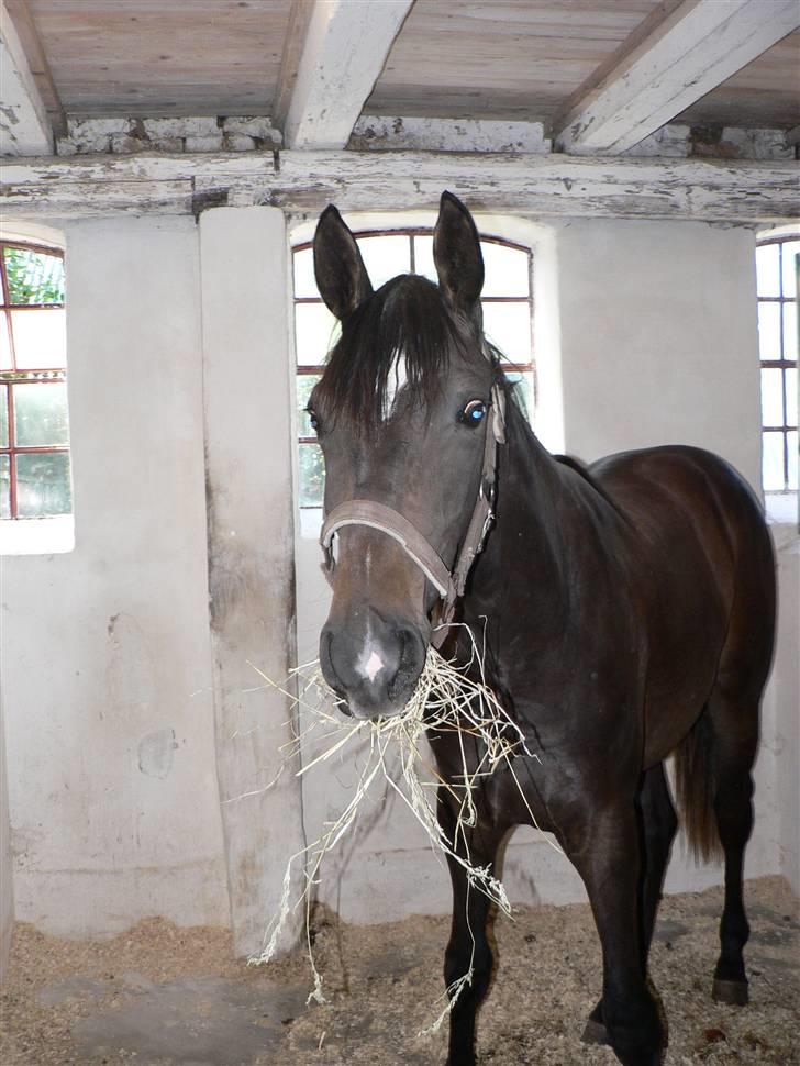 Dansk Varmblod Miss Light billede 6