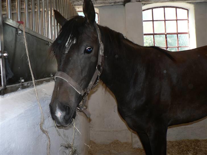 Dansk Varmblod Miss Light billede 7