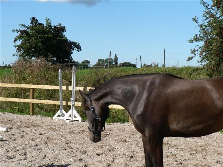 Dansk Varmblod Miss Light billede 8