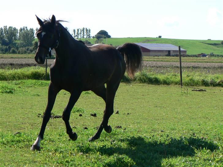 Dansk Varmblod Miss Light billede 9