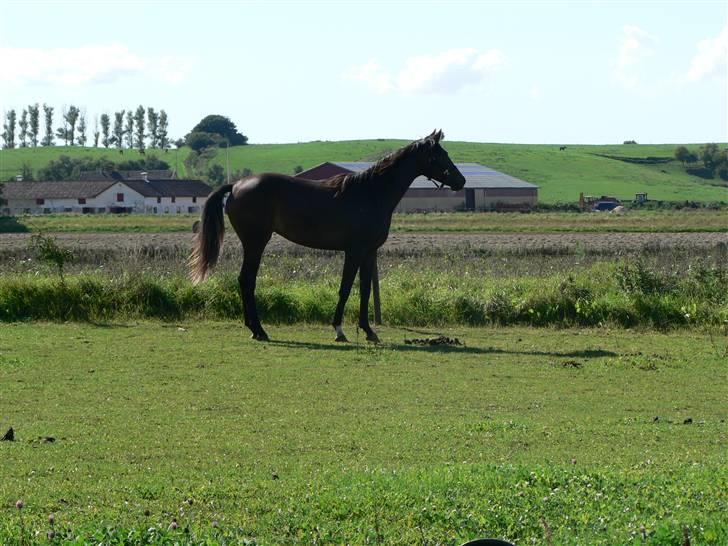 Dansk Varmblod Miss Light billede 10