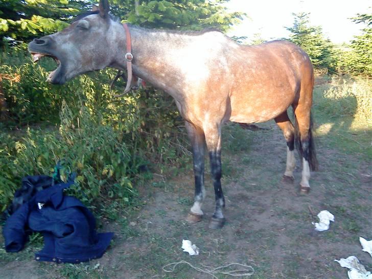 Welsh Pony af Cob-type (sec C)  Dixie R.I.P † <3 billede 9