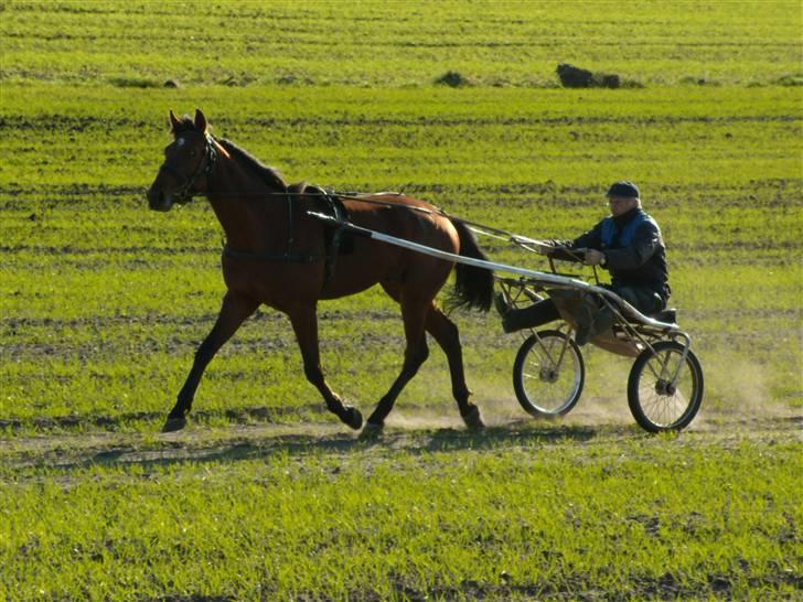 Traver - Odin Å - 10: Træning hjemme. billede 10