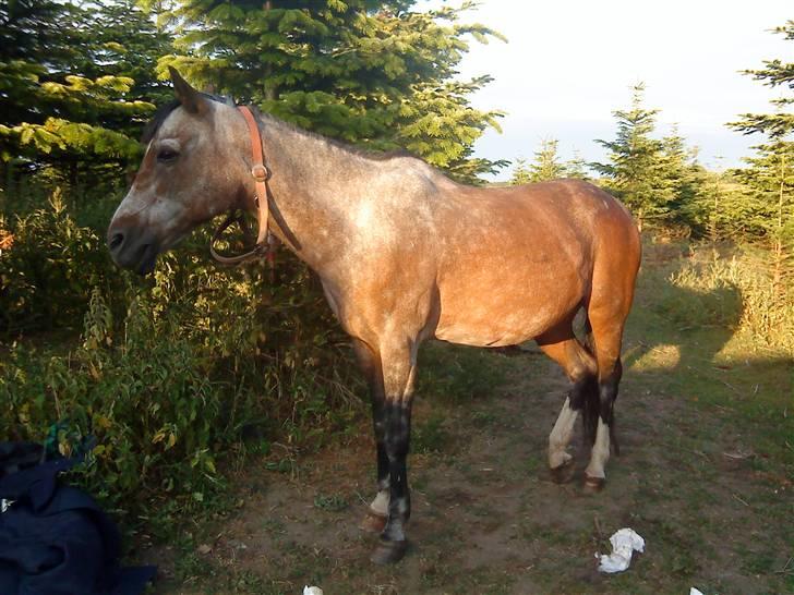 Welsh Pony af Cob-type (sec C)  Dixie R.I.P † <3 billede 10