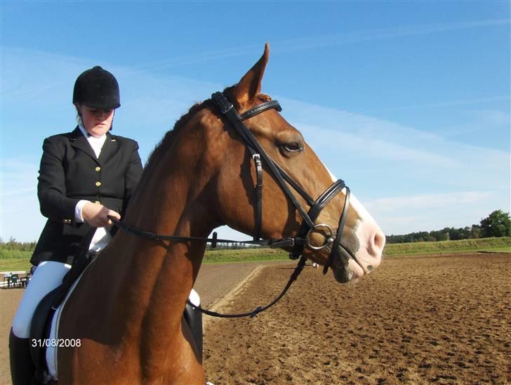 Dansk Varmblod Tjørnelys Catalina - skulle lige huske at have handsker på:-) billede 11
