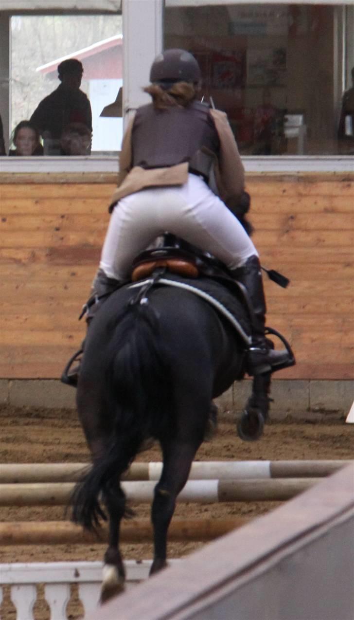 Anden særlig race Torpegårds Master SOLGT / - Når enden er god ender alting godt.. billede 20