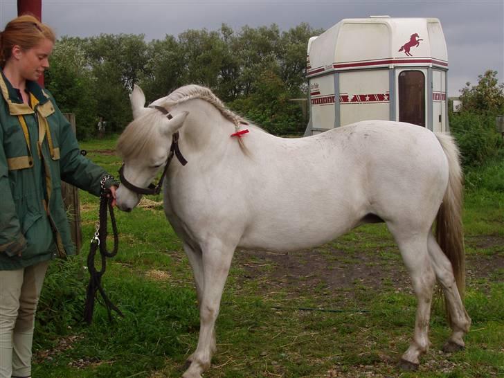 Welsh Mountain (sec A) schnoor`s tifan faye - her har jeg haft hende en uge og vi skal ud og træne triks.. billede 3