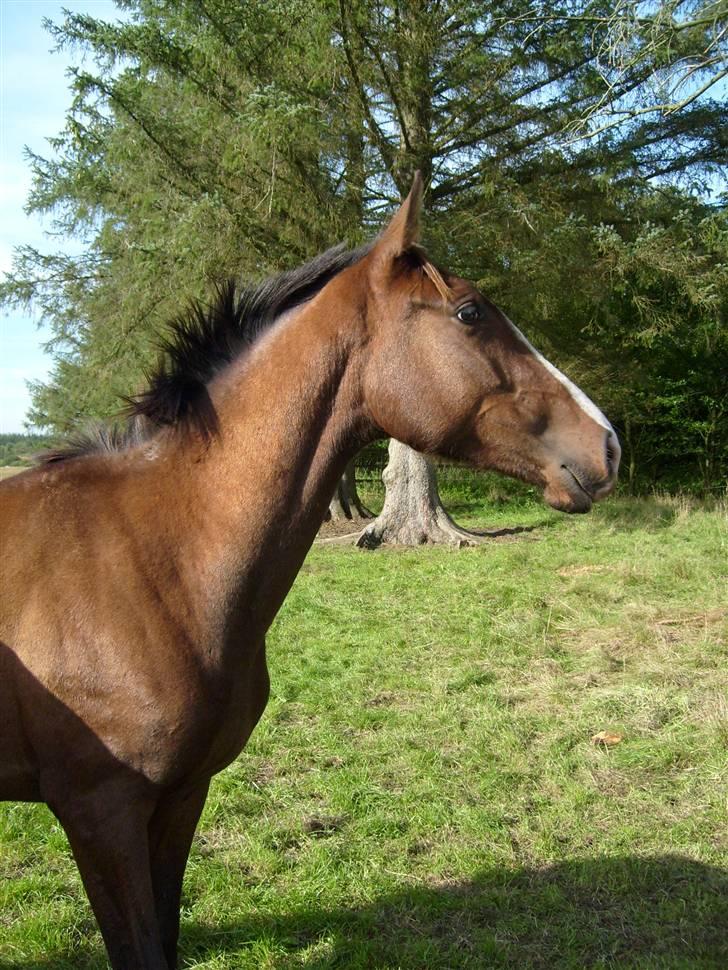 Anglo Araber (AA) Østergaards Casiro(SOLGT) - Casiro på sommergræs 2008 -sur kan han også se ud :D billede 4