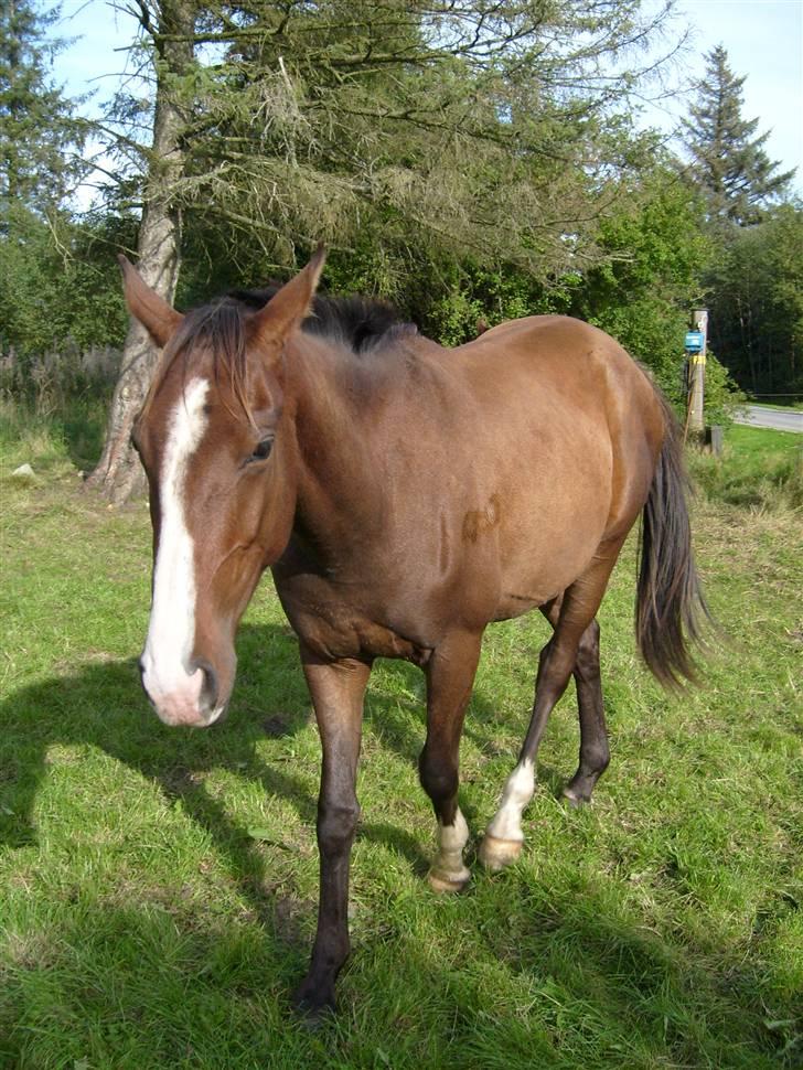 Anglo Araber (AA) Østergaards Casiro(SOLGT) - Casiro igen :D billede 6