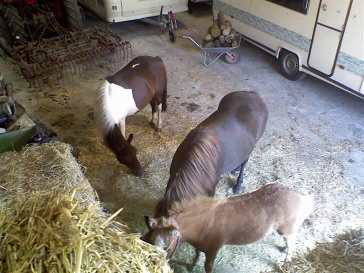 Anden særlig race min evigt elskede Fie †<3 - Her er jeg til hø´party med vennerne (; billede 3