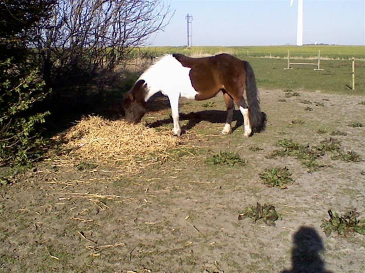 Anden særlig race min evigt elskede Fie †<3 - Jubbiiii-... en masse halm.. (HELT for mig SELV!):D billede 5