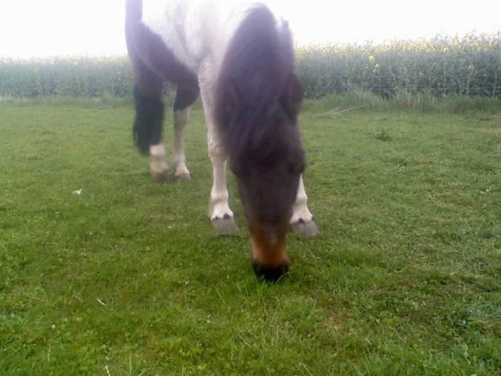 Anden særlig race min evigt elskede Fie †<3 - Guffe guffe guffe :)  billede 6