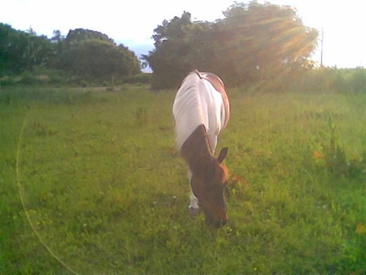 Anden særlig race min evigt elskede Fie †<3 - Den smukkeste og sødeste pony ever, .. BASTA ! billede 9