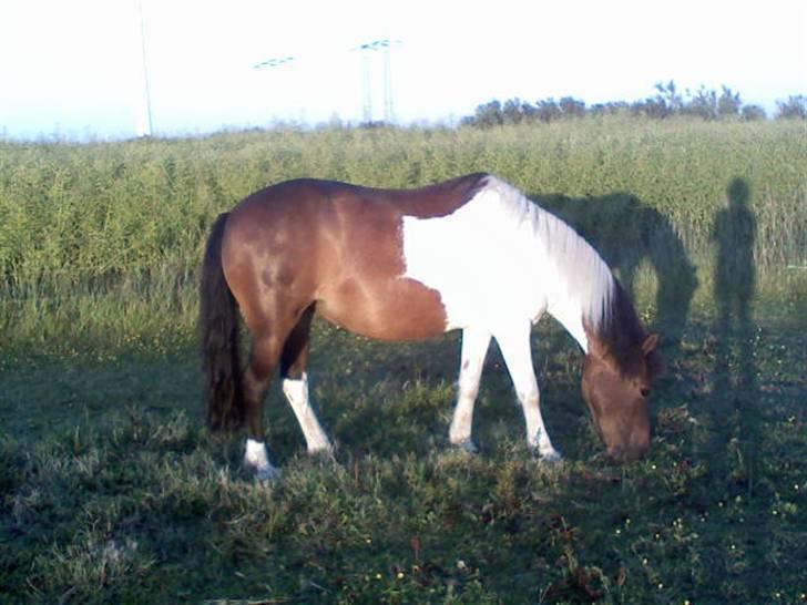 Anden særlig race min evigt elskede Fie †<3 - Ihh.. nu tar hun billeder.. igen igen!(: billede 10