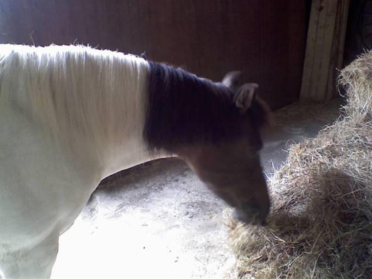 Anden særlig race min evigt elskede Fie †<3 - se mig..! Jeg er blevet fikset lækker lækker :D billede 11