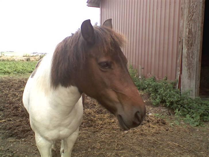 Anden særlig race min evigt elskede Fie †<3 - Jeg er altså bedst i profil du! :P billede 13