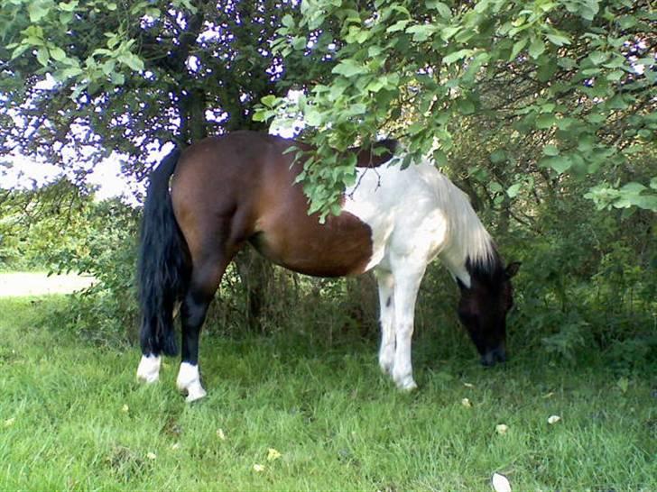 Anden særlig race min evigt elskede Fie †<3 - Blommerne er go´e i år.. gnuski gnuski.. :P billede 16