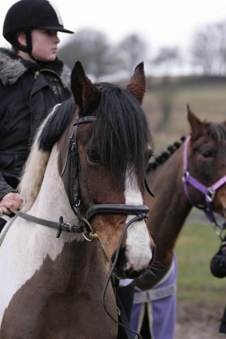 Pinto Shadow billede 1
