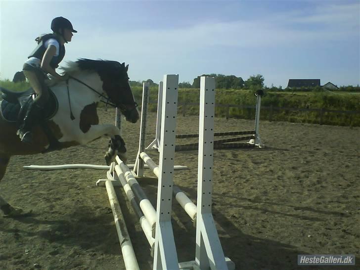 Pinto Shadow billede 2