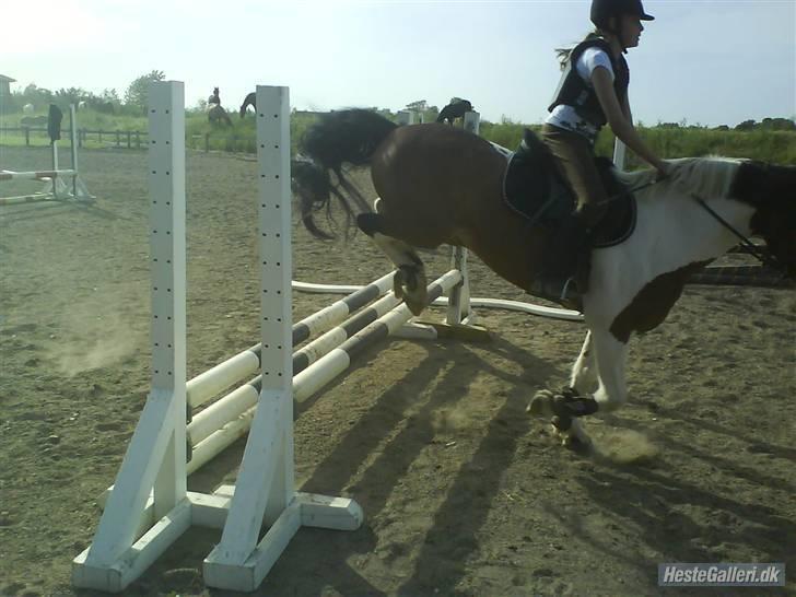 Pinto Shadow billede 3