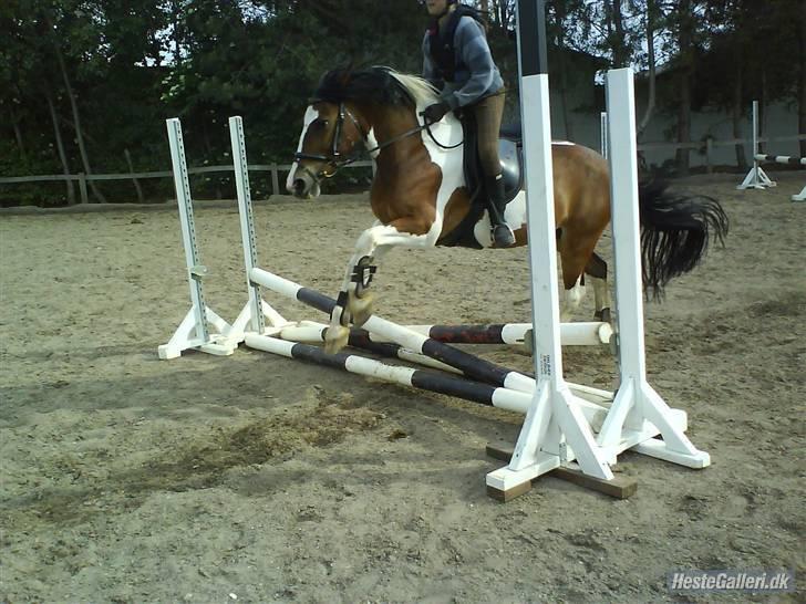 Pinto Shadow billede 4