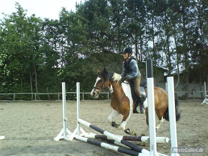 Pinto Shadow billede 5